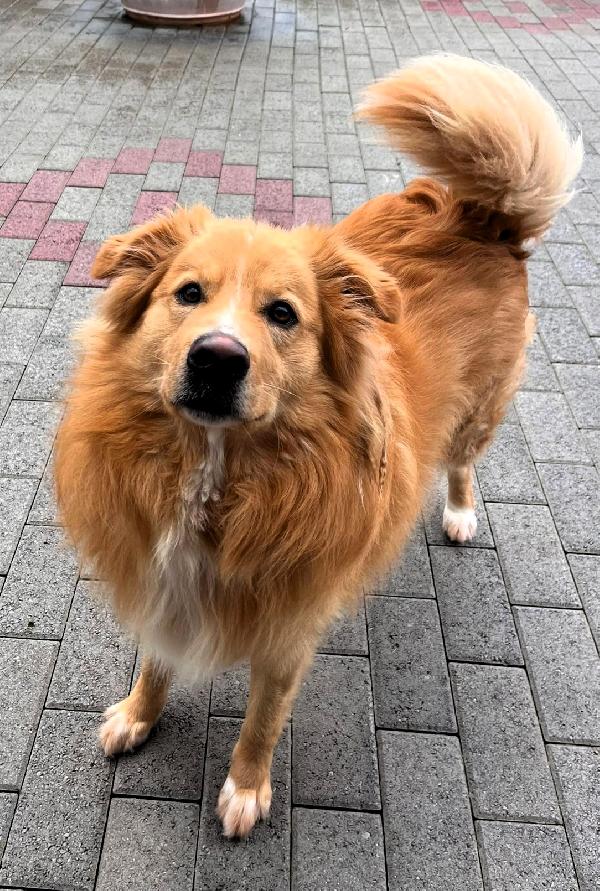 DIOR CAGNOLINO FULVO Foto 2